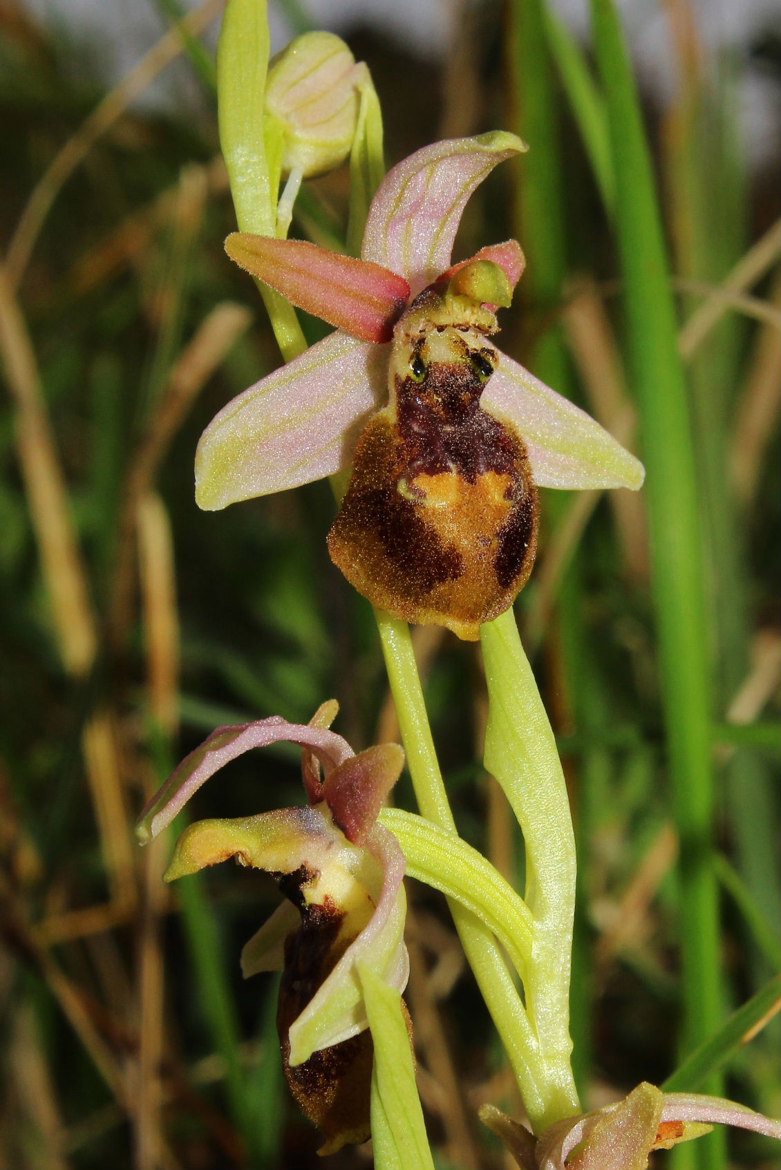 Ophrys exaltata subsp. montis-leonis - variabilit